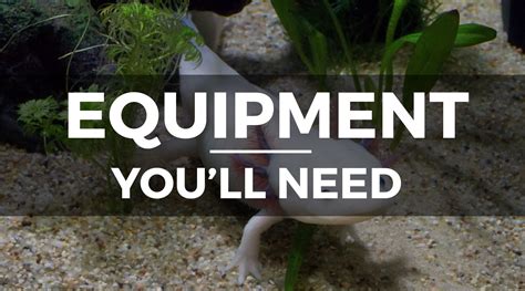 How To Set Up An Axolotl Tank Step By Step Setup And Care Guide