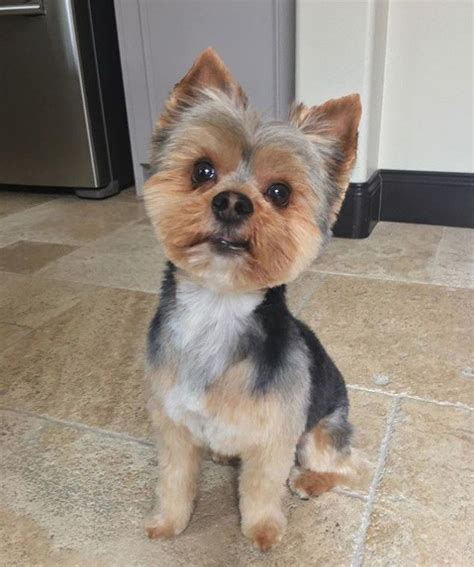 The yorkshire terrier is known for having a beautiful coat that is extremely versatile. 60 Best Yorkie Haircuts for Males and Females - The Paws ...