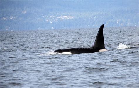 Lone Dorsal Fin With Pod Of Resident Orcas Of The Coast Near Sechelt