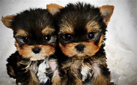 Download Wallpapers Yorkshire Terrier Puppies Cute Dog Twins Yorkie