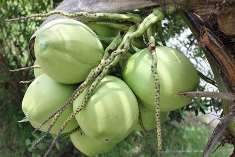 En su elaboración se llega a reducir el contenido de humedad en el cuerpo de la misma hasta llegar a un 20 % del peso. Frutas y Hortalizas: FRUTAS TROPICALES: Coco
