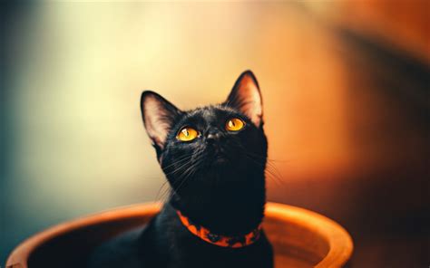 Download Wallpapers 4k Bombay Cat Black Cat With Yellow Eyes Pets