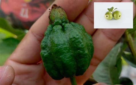 Demo bagi mengenal pokok dan mendapatkan ubi jaga. Jambu Batu Elok Buahnya Di Pokok. Begini Cara Jaga Dari ...