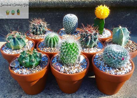 In nature, as winter approaches, water the lower temperatures, lack of sunlight, and lower wind speed at night provide optimal conditions for. Can Cactus Survive Rain