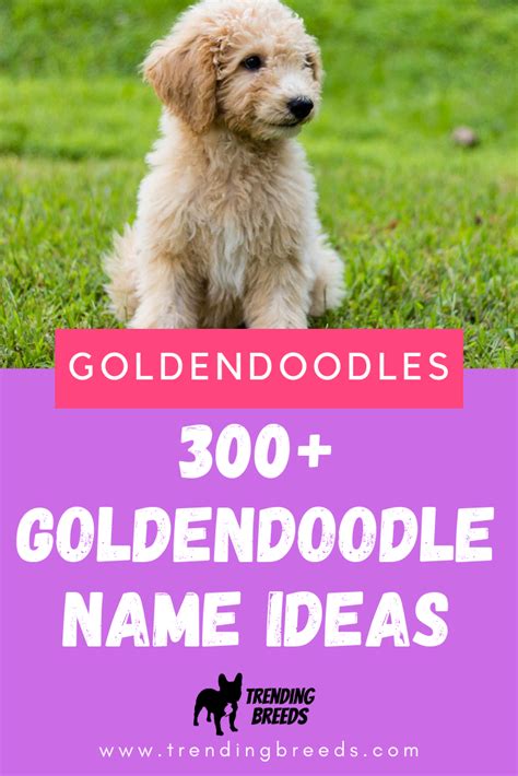 300 Goldendoodle Names By Size And Color Goldendoodle Names Female