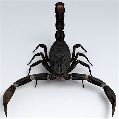 Scorpion Black 3d Model Escorpiões Escorpião Animais