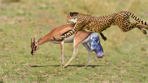 Cheetah Attack And Eating Baby Impala Giving Birth