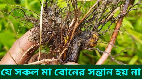 যাদের সন্তান হয় না তাদের ও সন্তান হবে। বন্ধা নারীর সন্তান লাভের উপায়