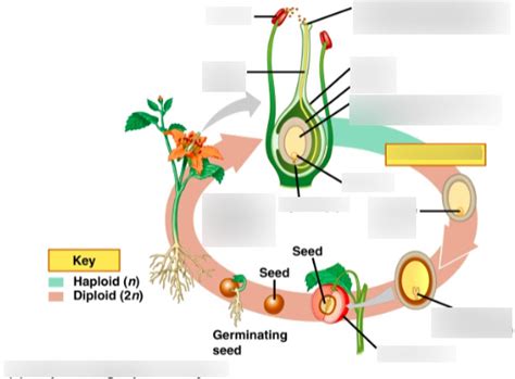 Simplified Angiosperm Life Cycle Diagram Quizlet