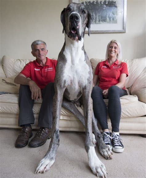 Move Over Giant George This Could Be The New Worlds Biggest Dog