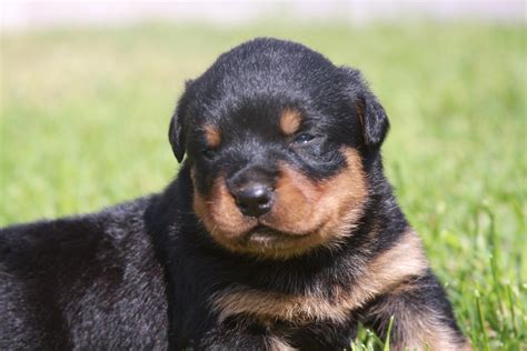 You'll need to ask any rescue. Rottweiler Crate Training