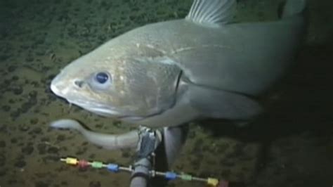 How Scientists Found Deepest Ever Fish 5 Miles Down Abc News