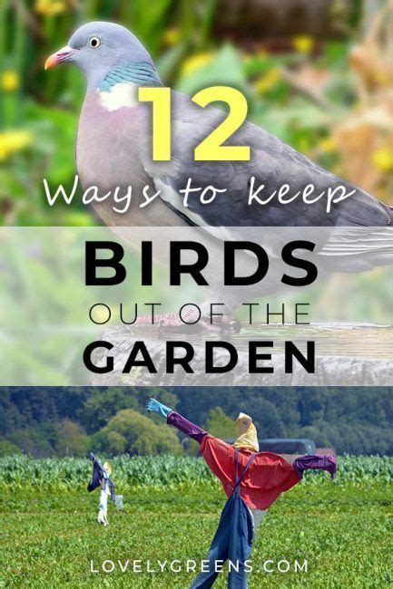 Effective Ways To Keep Birds Out Of The Garden Garden Pests Bird