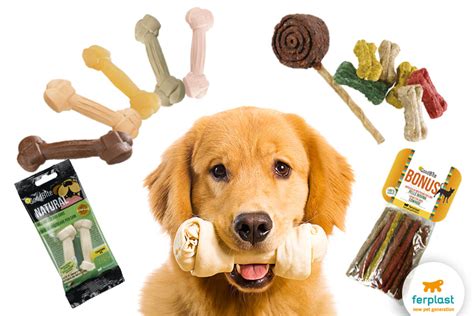 Dehydrated strawberry snacks for pups & people. Canine education: when to reward a dog? - LOVE FERPLAST
