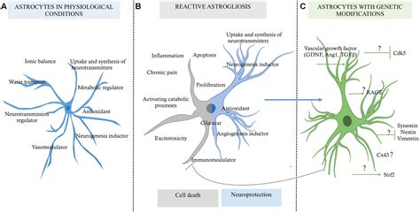 Frontiers The Role Of Astrocytes In Neuroprotection After Brain