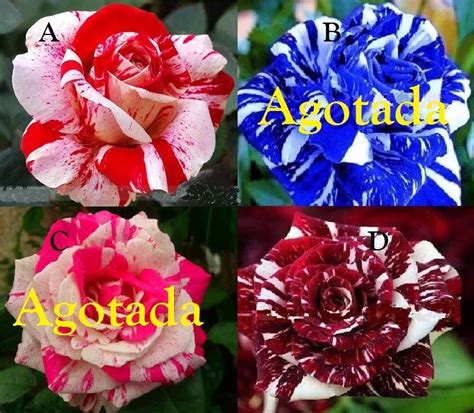 100 Semillas De Rosas Exóticas Color A Escoger 55 Rosas Exoticas