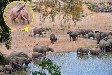 It Was Just An Ordinary Elephant Herd — Until He Spots