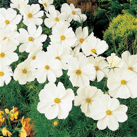 Sonata White Cosmos Flower Seeds Ws 22409 200