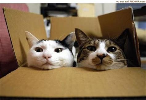From Kittens To Lions All Cats Love Cardboard Boxes 30 Pics
