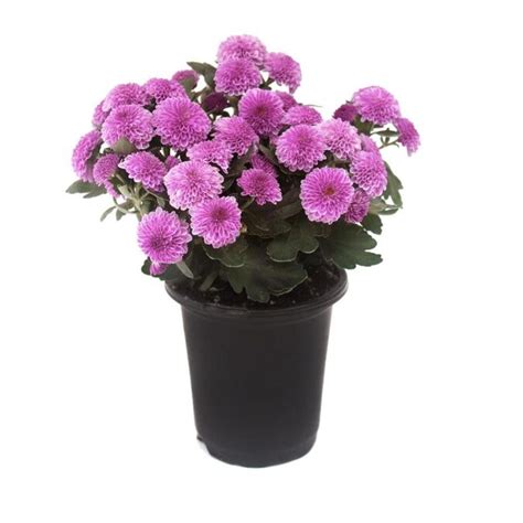 1 Pint Purple Garden Mum In Pot L4359 In The Annuals Department At