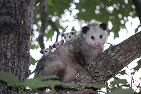 Opossum Removal And Trapping Bloomington