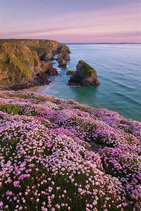 Coastal Wildflowers Beautiful World Beautiful Flowers Pretty Places