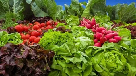 The Basics Of Storing Vegetables Keep Veggies Fresh For Longer Time