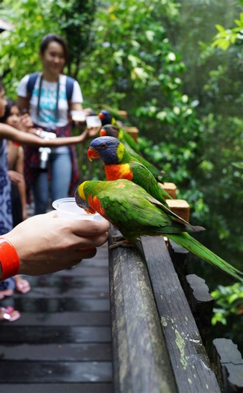 Jurong bird park is asia's largest bird park with over 5,000 birds. Let's Fly Back To Jurong Bird Park - Lemon Film