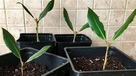 How To Propagate Bay Leaf From Cuttings Laurus Nobilis Bay Laurel