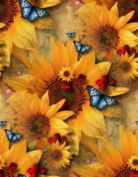 Butterflies Hearts And Sun Flowers Sunflowers And Butterflies