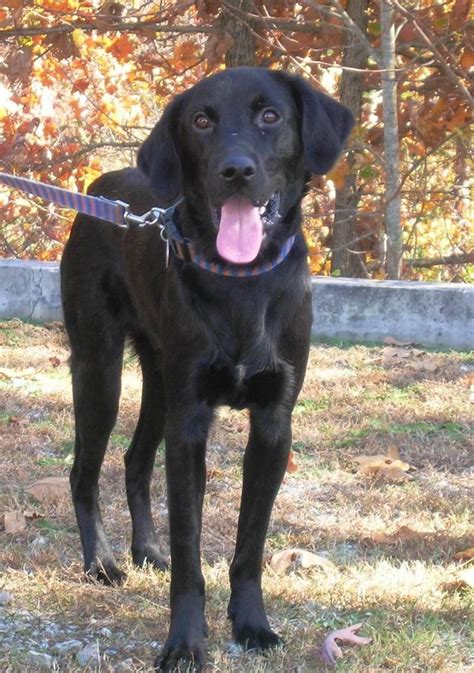 Adopt Diesel On Petfinder Black Labrador Retriever Dog Adoption