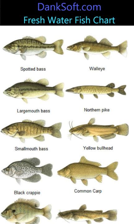 (1994), species composition of freshwater fish in peninsular malaysia is heavily. freshwater fish - Google Search | Freshwater fish, Fresh ...