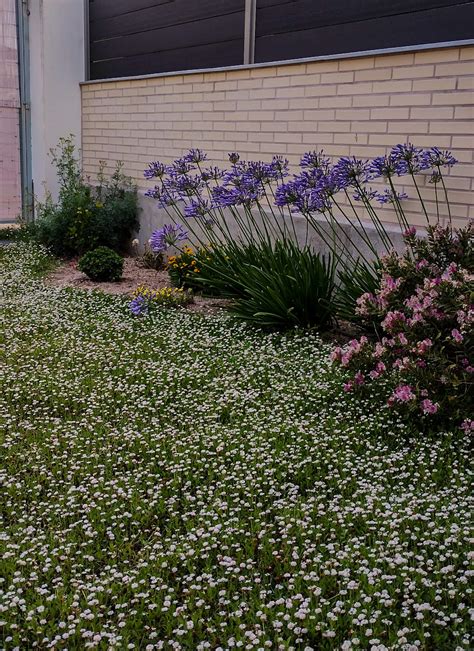 Lippia Nodiflora En Madrid Instalamos Esta Exitosa Pradera En Un