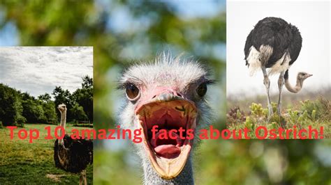 Top 10 Amazing Facts About Ostrich Wildlife Youtube