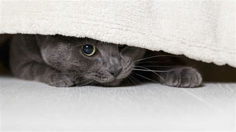 New Cat Hiding Under The Bed 9 Tips To Stop Your Cat From Hiding