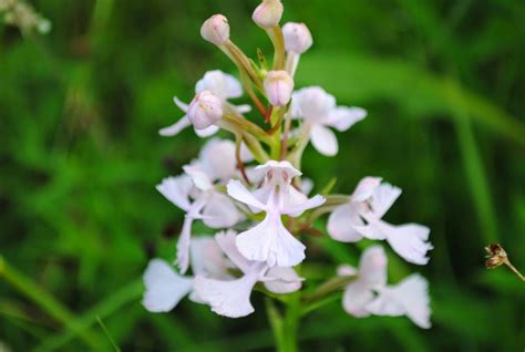 West Virginia Native Wildflowers The Big Year 2013 Amazing Orchids In