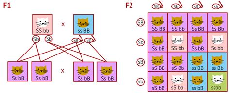 Punnett square worksheet complete the following monohybrid crosses: Dihybrid Crosses and Non-Mendelian Genetics HELP Page | elink