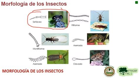 Estructura De Los Insectos