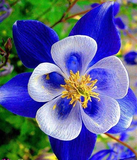 12 Beautiful Top 5 Best Smelling Flowers
