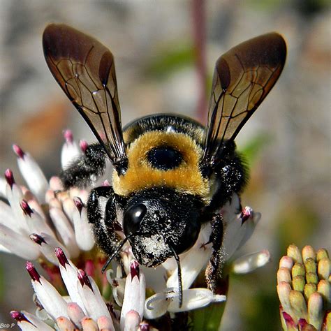 Learn about Nature | About Carpenter Bees - Learn about Nature