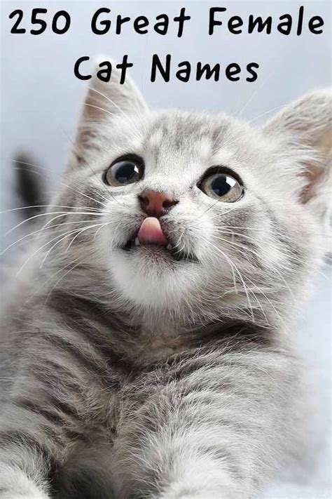 Female Grey Kitten Names