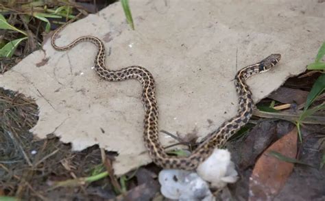 Checkered Garter Snake Facts Diet Habitat And Pictures On Animaliabio