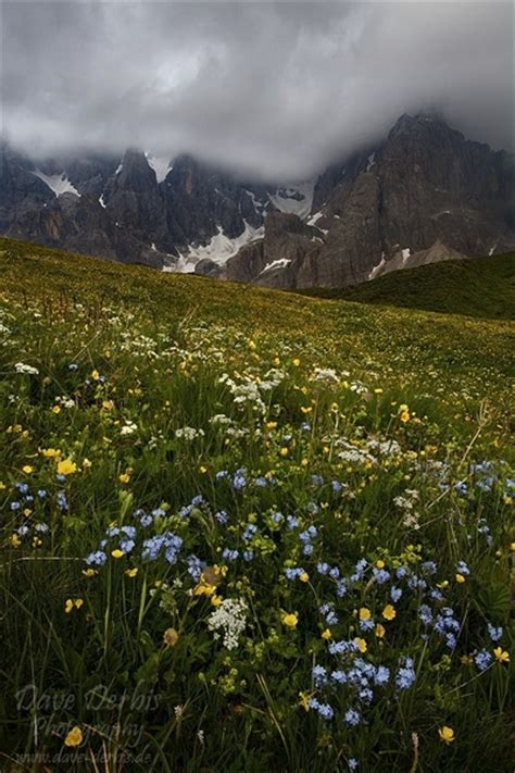 Wildflowers And Storm Dolomites Italy Dave Derbis Photography