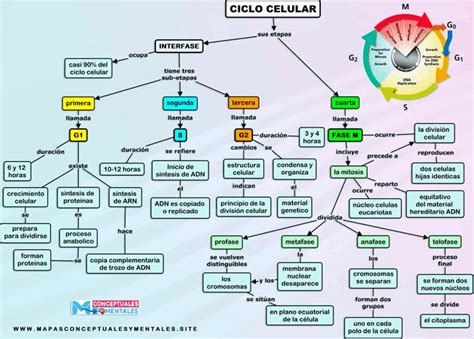 Mapa conceptual de la célula tipos partes y funciones Mapa conceptual Celulas tipos Mapas