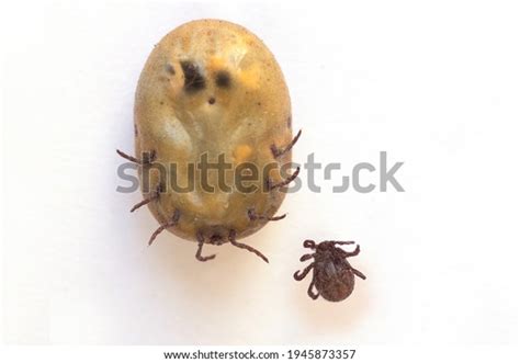 Infected Tick Dermacentor And Female Tick Dangerous Insect After A Bite