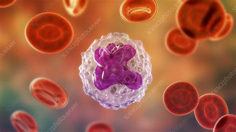 Monocyte And Red Blood Cells Illustration Stock Image F0405116