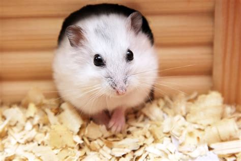 Cute Baby Hamster Picture Desktop Hd Wallpapers Download Free