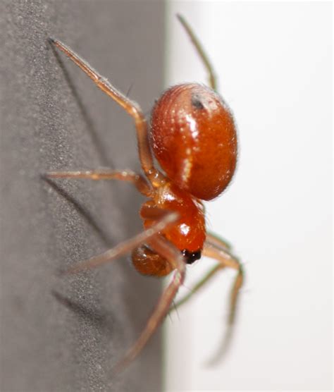 Small Darker Orange Spider Is Hypsosinga Bugguidenet