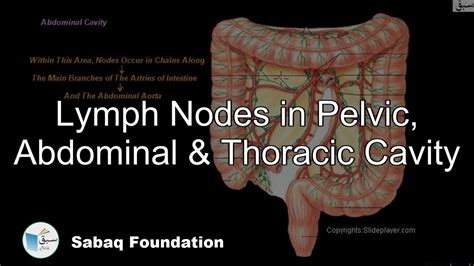 Lymph Nodes In Pelvic Abdominal And Thoracic Cavity Biology Lecture