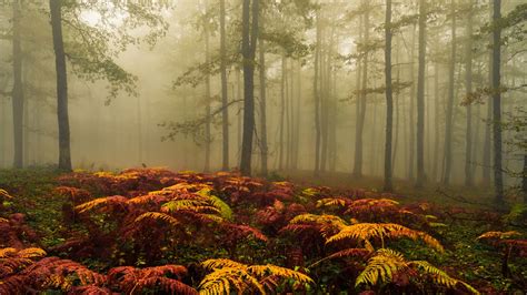 Colorful Plants Autumn Foggy Forest Trees Ferns Mist Hd Nature